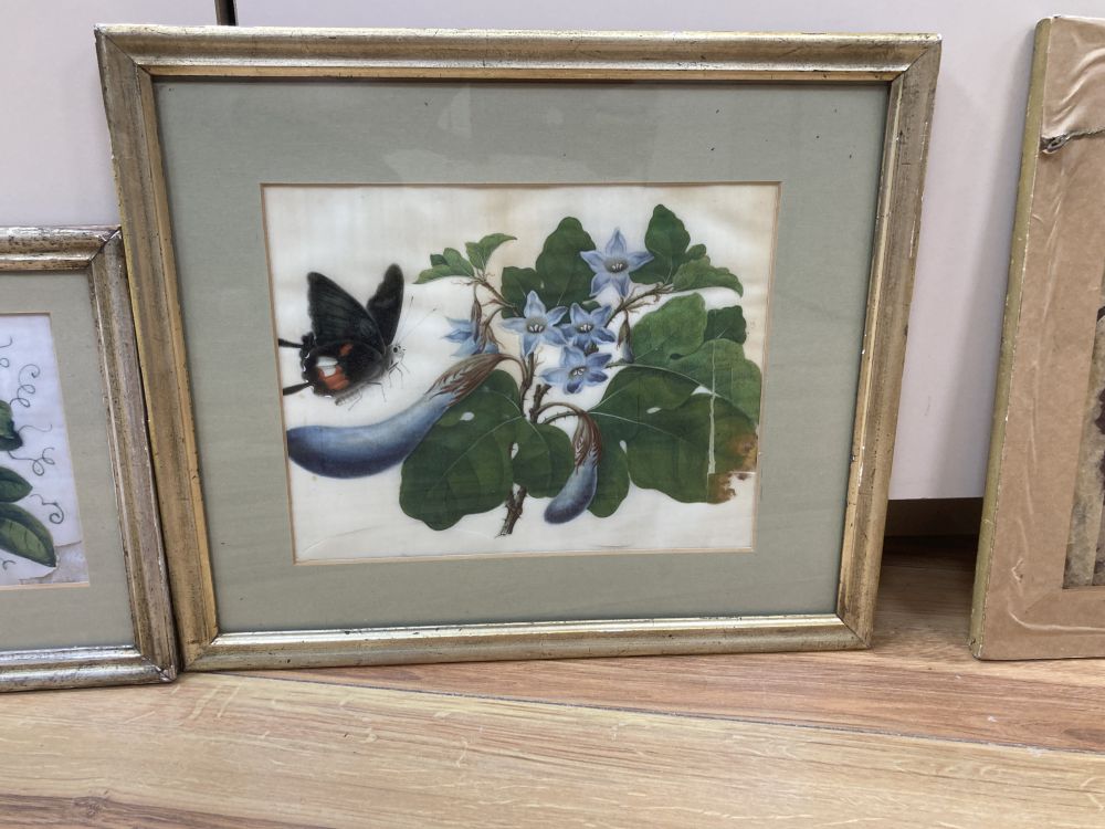 Three Cantonese pith paper paintings, depicting flowers and insects